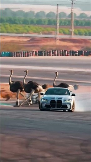 bmw with ostrich #edit #caredit #automobile #cars #professionaldrifter #racing #driftingguru #zx10r