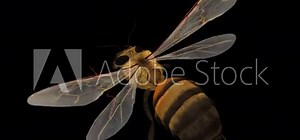 Common Bee - Flying Loop - Top Close Up View - Alpha Channel - Realistic naturalistic Full HD 3D animation isolated on transparent background