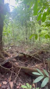 480K views · 10K reactions |  Las boas son constrictoras no...