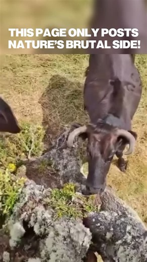 Nature’s Brutal. | A man clings desperately to a tree as an enraged bull circles below, snorting, stomping, and poised to attack. It’s not merely observing;... | Instagram