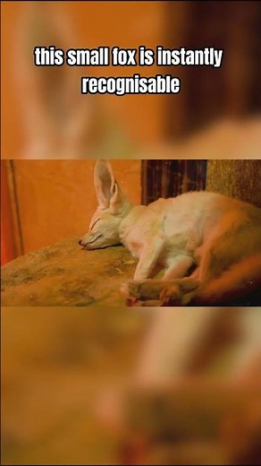 Top Ten Animals That Live in the Harshest Deserts: Iconic Desert Survivor