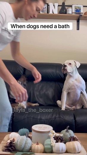 43M views · 1.3M reactions | You can hide but you can’t run  #funnydogs #whiteboxers #reels #boxers #boxerdogs #funnydogvideos #funnyvideos #dogmemes #dogcomedy #comedy #funny #bathtime #taintedlove | Layla the Boxer | Facebook