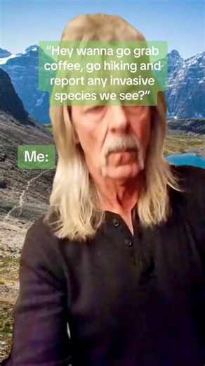 Who's ready for hiking season? 🏔️🥾🌼 Reporting invasive species on your hiking trips can be a huge help in tracking and managing these species in Alberta. Using apps like EDDMapS, you can learn how to identify invasives and submit photos and a location of any infestations. Always remember to Play, Clean, Go, after any adventure! #invasivespecies #eddmaps #report #takeaction #hiking #banff #wilderness #adventure #alberta #canada #summer #gorp
