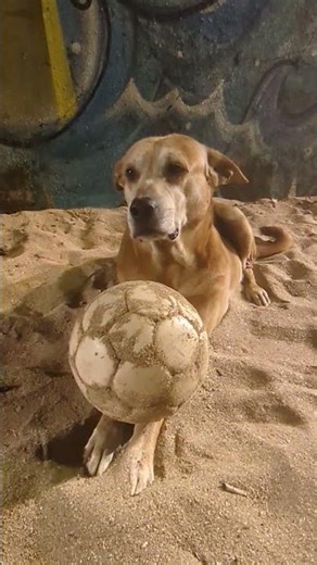 एक बात समझ में नहीं आ रही#comedy #funny #viralvideo #youtubeshorts #pets #facts #labrador