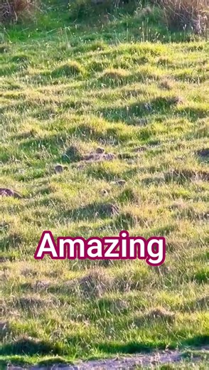 #birds #birdsounds #wildlife #hunting #wildlife #hunting #femalequailsound