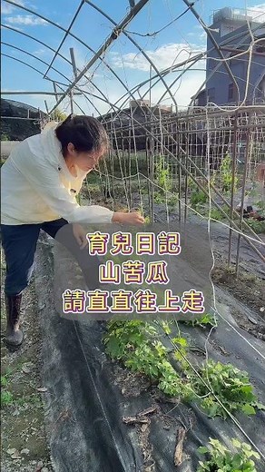 育兒日記：山苦瓜。請直直往上走。#璇媽說青草 #青草藥 #藥用植物 #草本植物 #山苦瓜茶