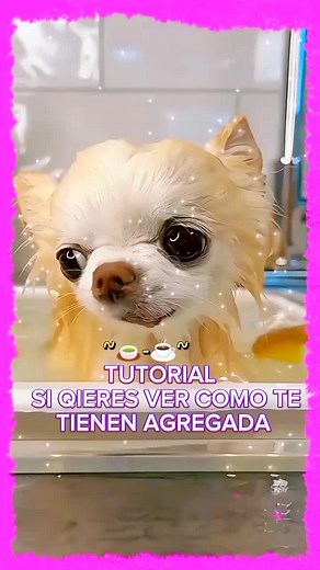 hola es mi primer TUTORIAL denle mucho🥛☕🍵 apoyo#fouryoupage #perritos #tutorial #bañodeperros #getcontact #nadinaioana #texting #viral #paratii #fyppppppppppppppppppppppp @TikTok