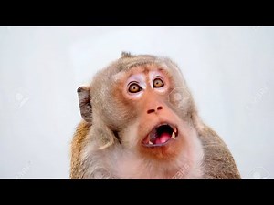 “The Funniest Monkey Reactions Ever Caught on Camera | Try Not To Laugh!”