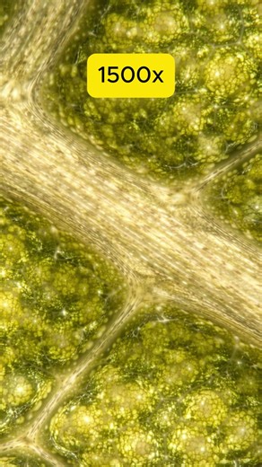 Microscope Zoom on Leaf Cells | Extreme Microscope Macro #shorts
