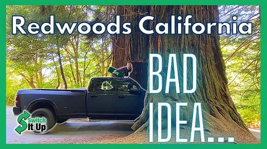 Exploring the giant redwoods of California: What we discovered deep in the forest