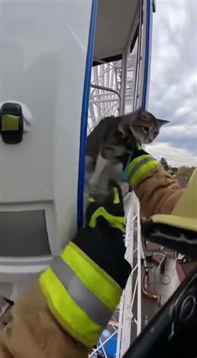 “Cat Stuck on Ferris Wheel — Firefighters to the Rescue! 🐱🎡🔥”