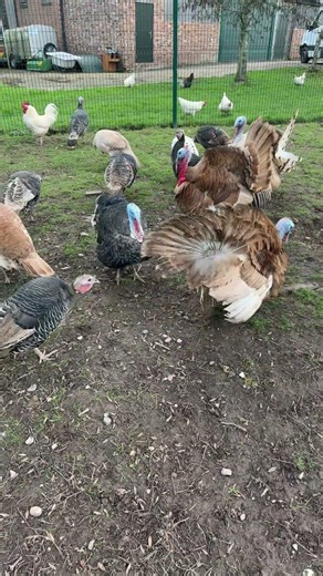 Angry Turkeys 🦃