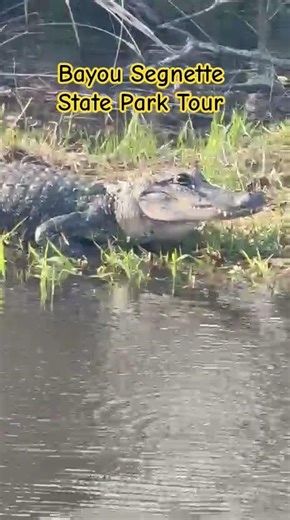 Louisiana State Park: Bayou Segnette #trip #tour #travel #louisiana #usa #fyp afypage