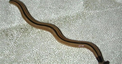 Don’t touch it: The ‘silent assassin’ worm is wriggling again in Ontario in 2026 with sightings near London and Hamilton