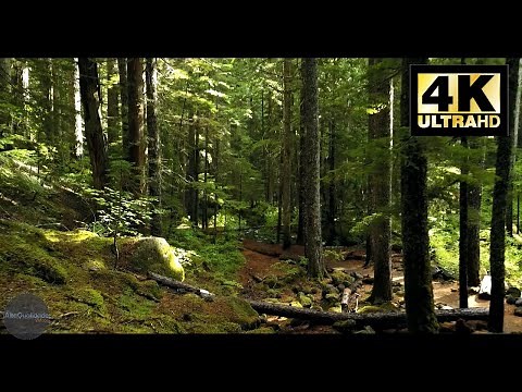[NATUREZA] - Filmagem na floresta em Alta Qualidade com Drone - [4K]