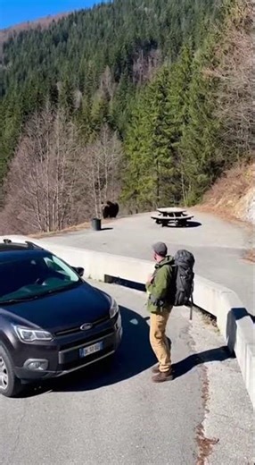 Marsican brown bear corners hiker at Apennine mountain rest stop 🐻⛰️#bearencounter #bearattack