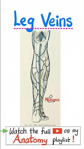 Veins of Lower Extremities - Anatomy of the lower limbs....#doctor #nurse #anatomy #physiology