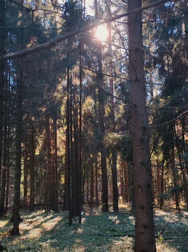 #forest #nature #лес #природа #141 #ᛉ #осень #🌲 | Nature