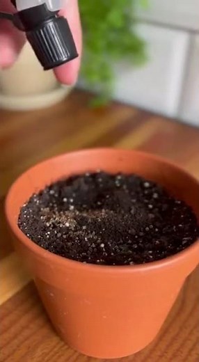 Plantez le persil à partir de graines avec cette méthode et obtenez des feuilles fraîches garanties