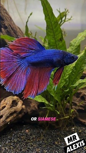 The Betta Fish: The Aquarium Warrior