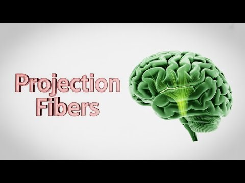 Projection Fibers in the Brain 🧠| Simplified Neuroanatomy for MBBS, NEET PG & USMLE Step 1👩‍⚕️🧩