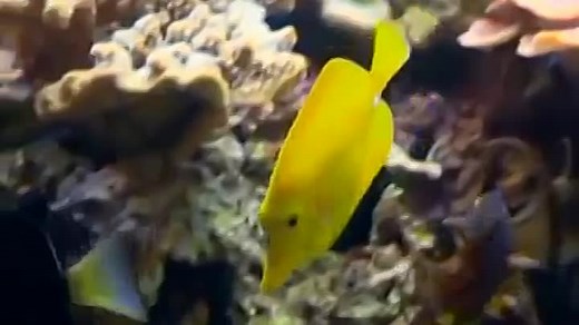 Baby Einstein en Español - Baby Neptuno Descubriendo el Agua