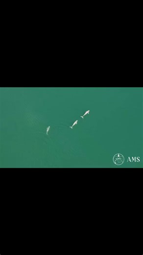 1.3K views · 35 reactions | Cambodia is a land of rich culture, deep history, and breathtaking landscapes. THIS IS CAMBODIA! ✨ | មន្ទីរទេសចរណ៍ខេត្តបាត់ដំបង-Battambang Provincial Department of Tourism | Facebook