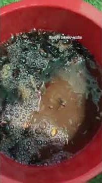 free fertilizer for plants/ ऐसे बनायें कभी फंगस नही होगी पौधों में#gardening #nature #fertilizer