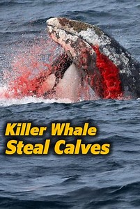 290K views · 1K reactions | Orcas hunting a humpback calf in a heartbreaking encounter. Witness the intense tactics these skilled predators use to separate calves from their mothers.  #Orcas #WildlifeDocumentary #MarinePredators | Animal Doozy | Facebook