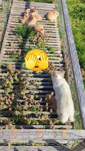 Snow baby bunnies mommy tastes better than grass