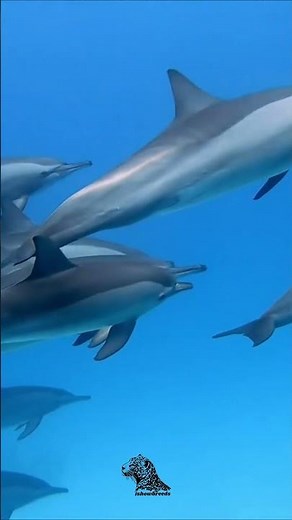 Episode:5 Striped dolphin