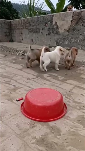 Dogs funny mod #lifeisbutadream