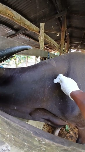 Administration of vitamin ADE injections to male cattle for illness recovery #animalhealth #cow