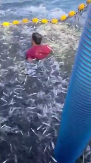 Fisherman risks it all to rescue dolphin in viral video