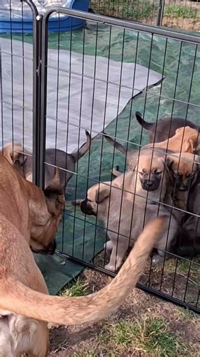 Welpen das erste Mal an der frischen Luft mit viereinhalb Wochen.