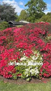 All the secrets to growing beautiful azaleas in your garden