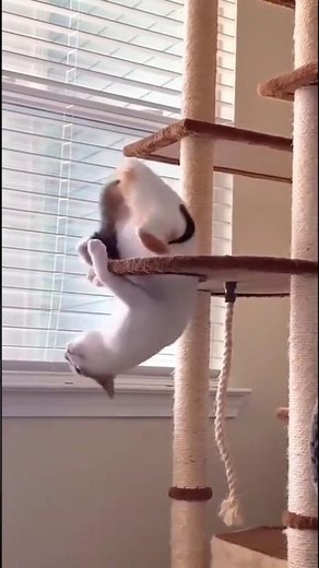 The Best Cat Chasing Tail Moments