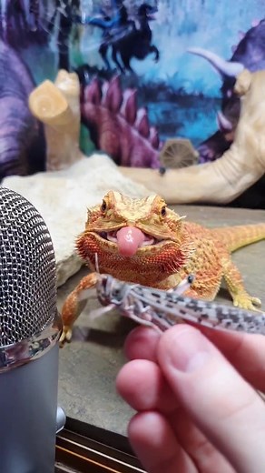 bearded dragon #asmr #reptile #beardeddragon #cute #funny #fyp