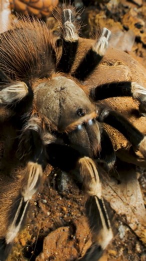 the Tim Burton Tarantula! Brazilian Red & White Tarantula aka Vitalius chromatus (formerly Nhandu chromatus) #tarantula #spider #halloween #timburton | The Tarantula Collective