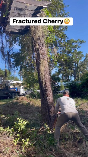 #trees #cherry #negative #leaner #sendit #getitdone #stihl500i #remedy #sawslinger #treekiller #stillhere #stillalive #kubota #goodvibes #floridalife #makethecut #happyplace #lovemyjob | Andy Pridgeon