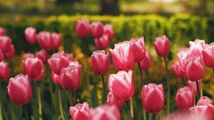 Tulip garden in spring - Free Stock Video
