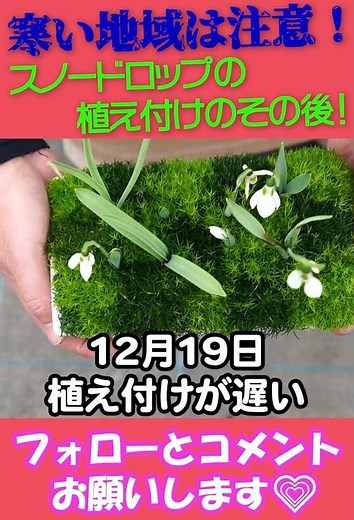 How to grow snowdrops 351 #shorts Gardening Beginners