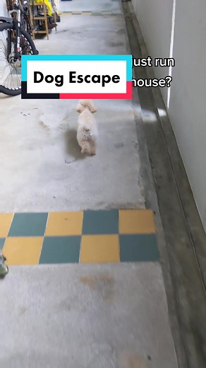 Lost Dog Found: Heartwarming Reunion Story