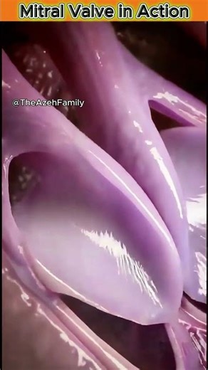 Watch the Mitral Valve Close Inside a Beating Heart 🫀