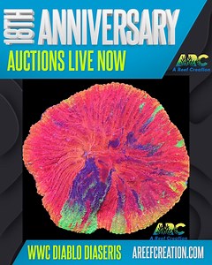 The WWC Diablo Diaseris is a highly sought-after plate coral that has a vibrant red color and develops rainbow streaks as it grows. You can tell from the mother colony pic that it's one of the most stunning plate corals in the hobby, and a frag is up for auction now at AReefCreation.com! | A Reef Creation | Facebook