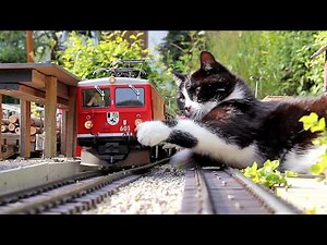 Garden Railway Summer - Small trains and a big cat 😺