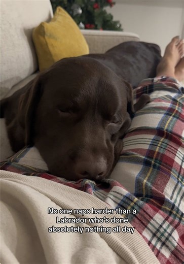 He said yeah… I needed dis #chocolatelab #labrador #sleepyhead #spoileddog #dogmom
