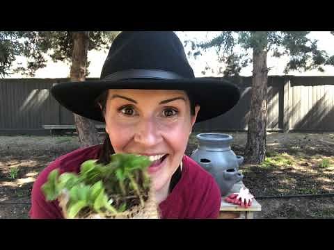 Planting a strawberry pot full of bare root strawberries