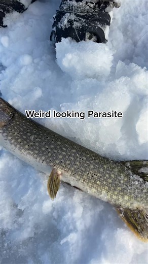 This fish is infested with parasites. The life cycle of the parasite typically involves a fish-eating bird, snail and a fish. #fish #fishing