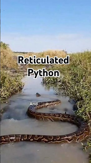 The Reticulated python is Terrifying. #shorts #wildlife #giantsnake # python